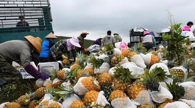 傳送帶廠家：國臺辦回應(yīng)暫停進口臺灣菠蘿是怎么回事